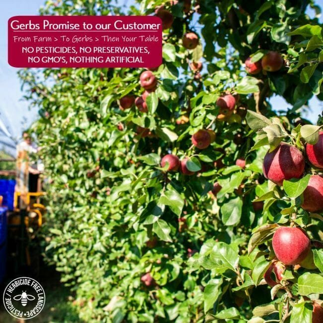 Dried Apple Slices Preservative free all natural ingredients