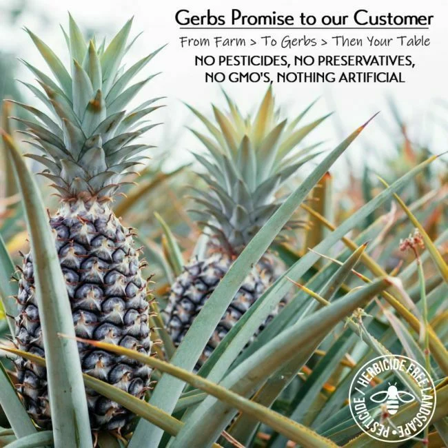 Dried Premium Grade Thailand Pineapple Chunks, No Added Sugar, Resealable Bag Preservative free all natural ingredients